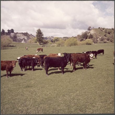 Herd of Cows - Resource cover image