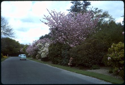 Cherry Blossoms