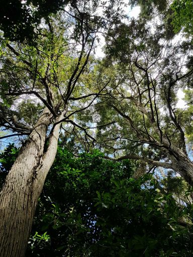 Bush walk in The Esplanade