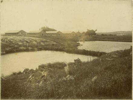 Miranui Flaxmill and ponds, near Shannon
