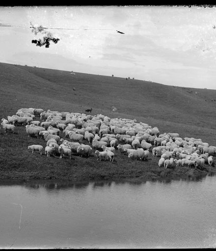 Herd of Sheep on W J Young's Farm by Pond