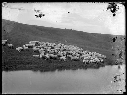 Herd of Sheep on W J Young's Farm by Pond
