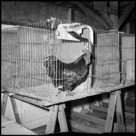 "Best Bird in the Show" - Resource cover image