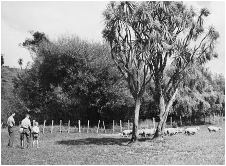 Evans Family Collection: Massey Agricultural College farm