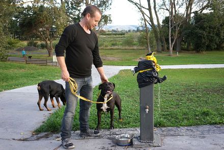 Dogs at water fountain during COVID-19 Pandemic