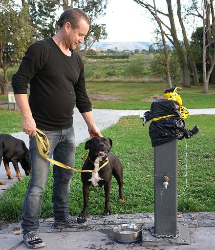 Dogs at water fountain during COVID-19 Pandemic