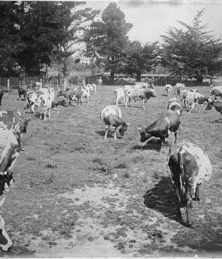 Ayrshire cows grazing, Awapuni