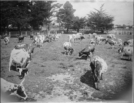 Ayrshire cows grazing, Awapuni