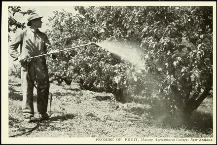 Spraying Fruit, Massey Agricultural College - Resource cover image