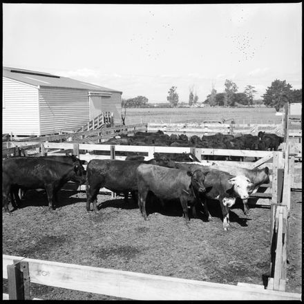 Cattle in Yards at Highden
