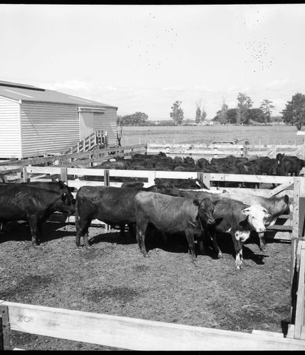 Cattle in Yards at Highden