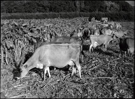Cows in Field