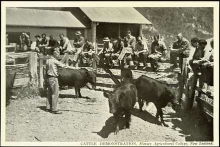 Cattle Demonstration, Massey Agricultural College - Resource cover image