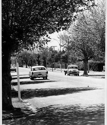 Tree-Lined Fitzherbert Avenue