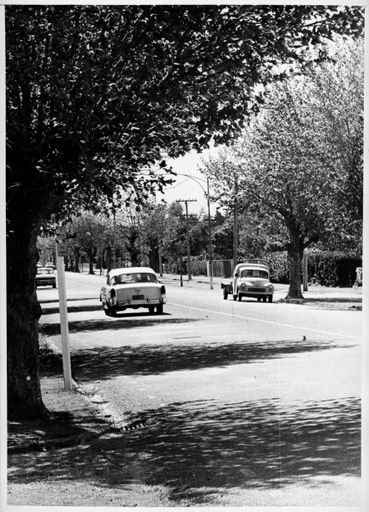 Tree-Lined Fitzherbert Avenue