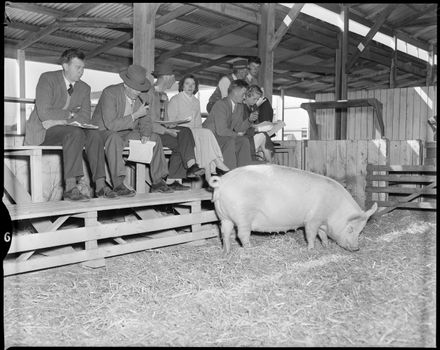 "Pedigree Pig Sale" A&P Showgrounds