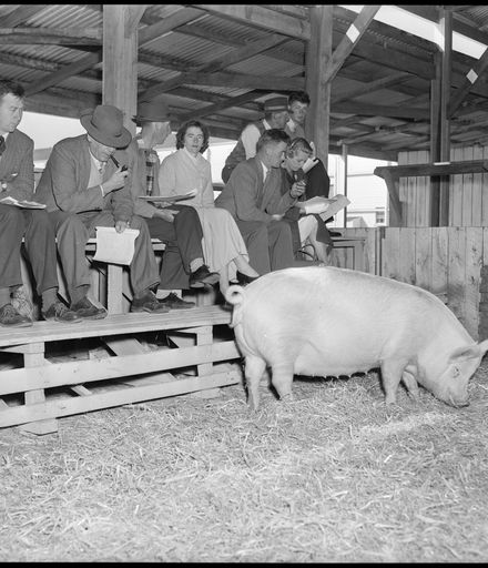 "Pedigree Pig Sale" A&P Showgrounds