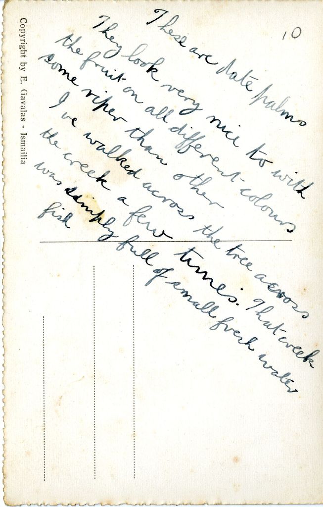 Date palms, Ismailia, Egypt