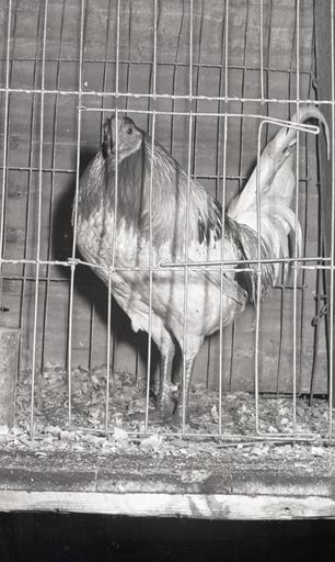 2024N_Goldingham_B3-F6_042024_004