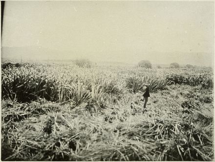 Man in Makerua flax swamp, near Shannon