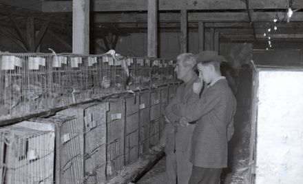 "Poultry and Pidgeon Show"