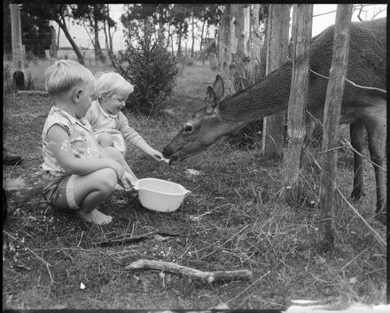 "Tame Deer at Linton Sanctuary" - Resource cover image
