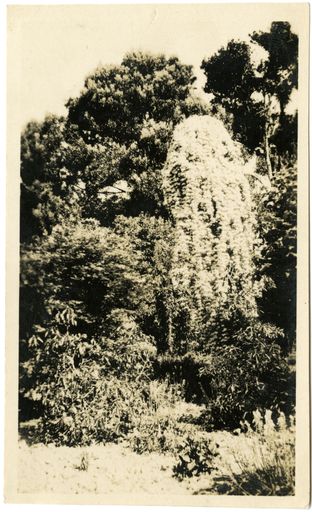 Andrews Collection: The Victoria Esplanade