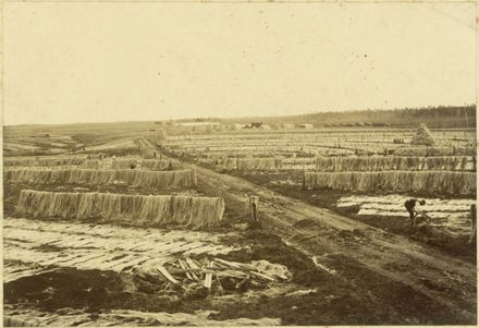 Drying flax at Miranui Flaxmill, Shannon