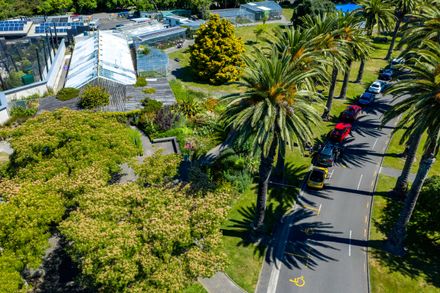 The Esplanade: Phoenix Palms lining Palm Drive