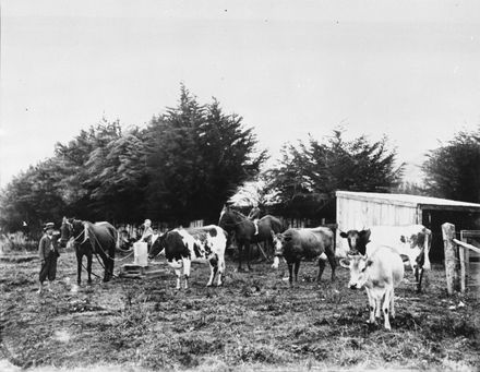 Sledging Milk from cowshed