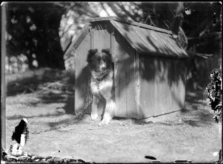 Dog in Dog House