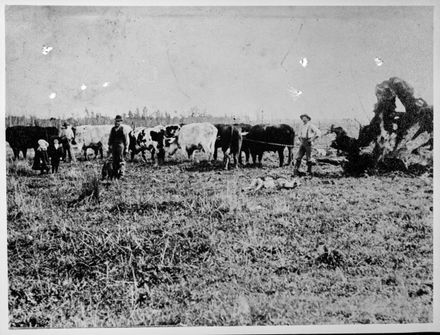 Stumping with Bullocks, Rowe's Line, Rongotea