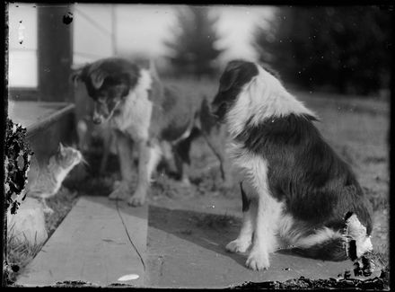 Two Dogs and a Cat