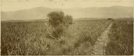 Tramway for carrying flax at Mirinui Flaxmill, near Shannon