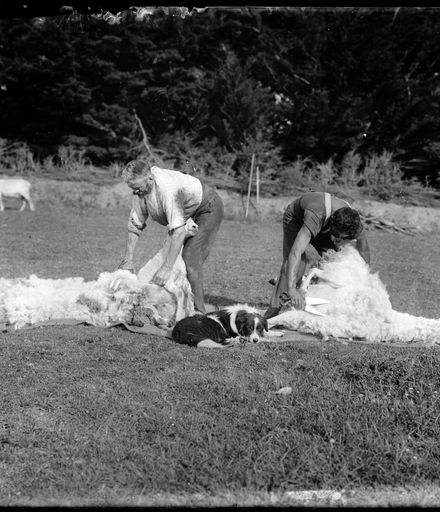 Men Shearing Sheep