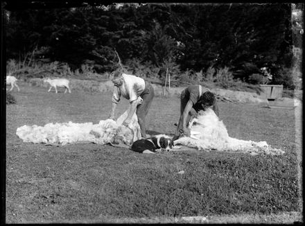 Men Shearing Sheep