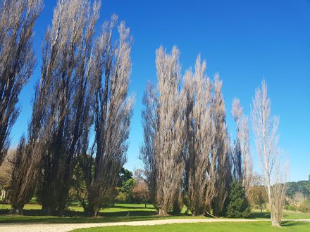 Autumn trees at Ahimate Park