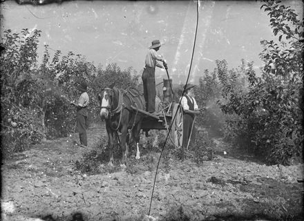 Spraying fruit trees on George Shailer's orchard, Scandia Street