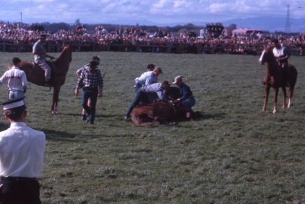 Linton Rodeo