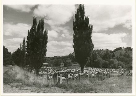 Sheep Run in Pohangina Valley