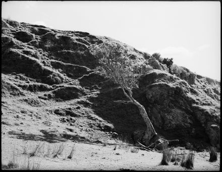 Tree and hills