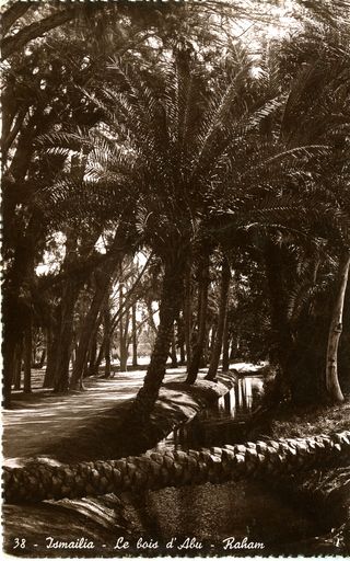 Date palms, Ismailia, Egypt