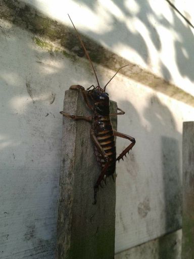 The Wellington Tree Weta (Hemideina Crassidens)