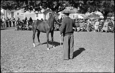 "Any Advance on 350 Guineas?" - Horse Sales