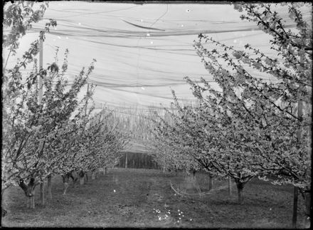 G.W. Shailer’s Cherry Orchard, Skandia Street