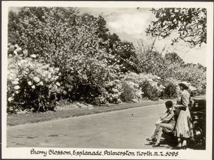 "Real Photographs For Your Snapshot Album - Souvenir of Palmerston North, New Zealand" 8