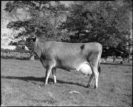 Mudford's cows