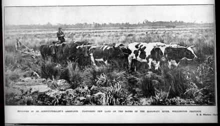 Ploughing swamp land