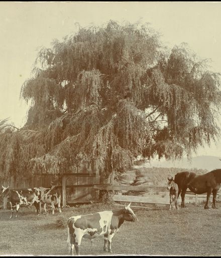 Cows and Horses at Waitoitoi Homestead