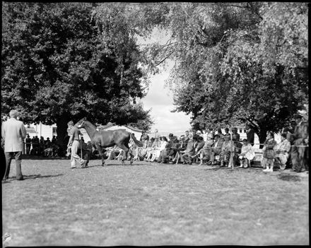 "Manawatu Thoroughbred Sale"